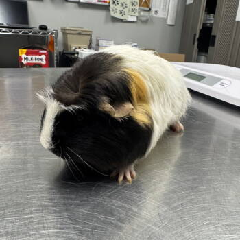 Rescue Guinea Pig Guinea Pigs for Adoption in Des Moines, Iowa - Taffy | PetCurious
